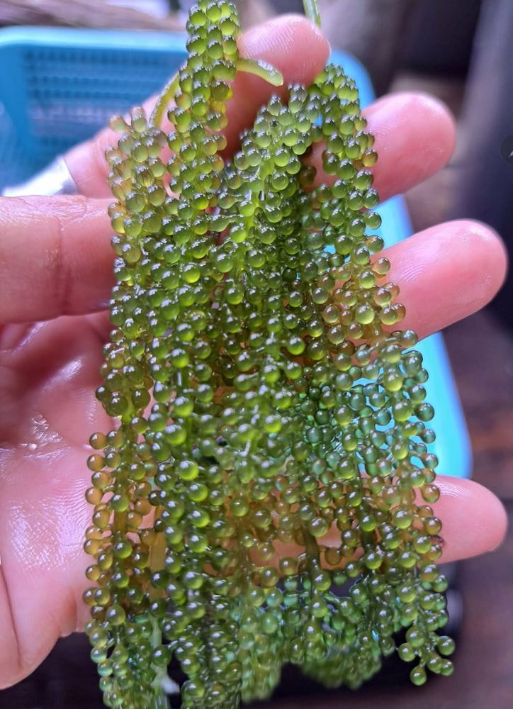 Fresh sea grapes held in a hand